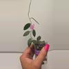 plant/Hoya Thompsonii Splash (White Flower) #9076-1-thumbnail