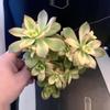 plant/Aeonium pinwheel cluster-1-thumbnail