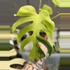 plant/Monstera Light Lime-4-thumbnail