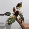 plant/Philodendron Red Anderson-0-thumbnail