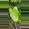 plant/Anthurium lucens Ocosingo Chiapas (seedling)-4-thumbnail