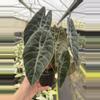 plant/Alocasia watsoniana (dark form) 4” pot growers choice-2-thumbnail