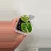 plant/Alocasia Variegated Frydek Pup #10-0-thumbnail