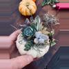 plant/Private Succulent Pumpkin Workshop Kit-0-thumbnail