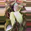 plant/Epipremnum pinnatum ‘Cebu Blue’ Fresh Cuttings-0-thumbnail