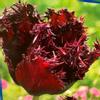 plant/‘Labrador’ Black Fringed Tulip Bulbs 5 pack-0-thumbnail