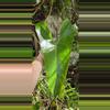 plant/Anthurium lucens Ocosingo Chiapas (seedling)-0-thumbnail