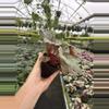plant/Begonia midnight constellations 4” pot growers choice-4-thumbnail