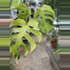 plant/Monstera Light Lime-3-thumbnail