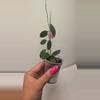 plant/Hoya Thompsonii Splash (White Flower) #9076-0-thumbnail