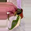 plant/Philodendron Rio-2-thumbnail