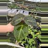plant/Seed grown anthurium Hoffmanii starter plant growers choice-4-thumbnail