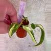 plant/Philodendron Rio-1-thumbnail