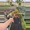 plant/Begonia firecracker 4” pot growers choice-5-thumbnail