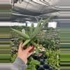 plant/Sansevieria Silver Crown 4” Pot Growers Choice M4/M8-0-thumbnail