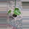 plant/Monstera Deliciosa 2" 11-027-0-thumbnail