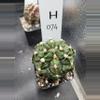 plant/Gymnocalycium Mihanovichii Trex Clone H074-0-thumbnail