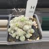 plant/Mammillaria Humboldtii Cluster in 3.5" H200-0-thumbnail
