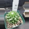 plant/Mammillaria Magnimamma Erusamu in 3.5" H204-0-thumbnail