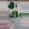 plant/Philodendron Birkin 3.25" 11-023-0-thumbnail