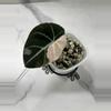 plant/Alocasia Pink Black Velvet-1-thumbnail