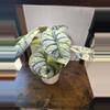 plant/Alocasia Silver Dragon Albo 🐉 CORM!-3-thumbnail