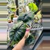 plant/Alocasia Dragon Scale Mint CORMING size! 💚💚-2-thumbnail