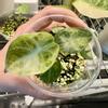 plant/Alocasia Ninja Tricolor!-1-thumbnail