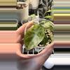 plant/Alocasia Ninja Tricolor!-2-thumbnail