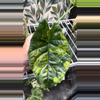 plant/Alocasia Sinuata Aurea with corm!! 💚💪🏼-1-thumbnail