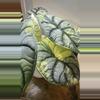 plant/Alocasia Silver Dragon Albo 🐉 CORM!-2-thumbnail