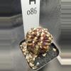 plant/Gymnocalycium Mihanovichii Trex Clone H086-0-thumbnail