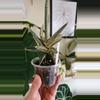 plant/Sanseveria silver clone mutation-1-thumbnail