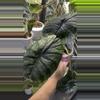 plant/Alocasia Dragon Scale Mint CORMING size! 💚💚-3-thumbnail