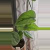 plant/Scindapsus silver sierra 2 node cutting-0-thumbnail
