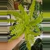 plant/Fern in self watering-0-thumbnail