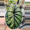 plant/Alocasia Dragon Scale Mint CORMING size! 💚💚-0-thumbnail
