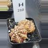 plant/Gymnocalycium Mihanovichii Trex Clone Cluster in 2.7" H210-0-thumbnail
