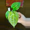 plant/Variegated Anthurium Besseae aff x Mag Verde-2-thumbnail