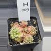 plant/Gymnocalycium Mihanovichii Trex Clone Cluster in 2.7" H209-0-thumbnail