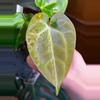 plant/Variegated Anthurium Besseae aff x Mag Verde-3-thumbnail
