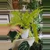 plant/Fern in self watering-1-thumbnail