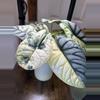 plant/Alocasia Silver Dragon Albo 🐉 CORM!-0-thumbnail
