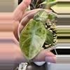 plant/Alocasia Ninja Tricolor!-0-thumbnail