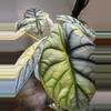 plant/Alocasia Silver Dragon Albo 🐉 CORM!-1-thumbnail