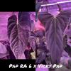 plant/GC: Pap RA 6 x Vicky Pap seedling-0-thumbnail