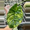 plant/Alocasia Sinuata Aurea with corm!! 💚💪🏼-0-thumbnail