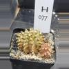 plant/Gymnocalycium Mihanovichii Trex Clone Cluster in 2.7" H077-0-thumbnail