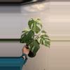 plant/Monstera deliciosa SF albo-0-thumbnail