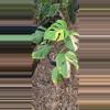 plant/Monstera deliciosa SF aurea-0-thumbnail